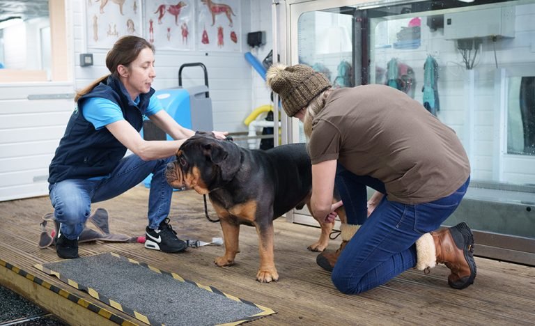 Image of dog being assessed by 2 therapists