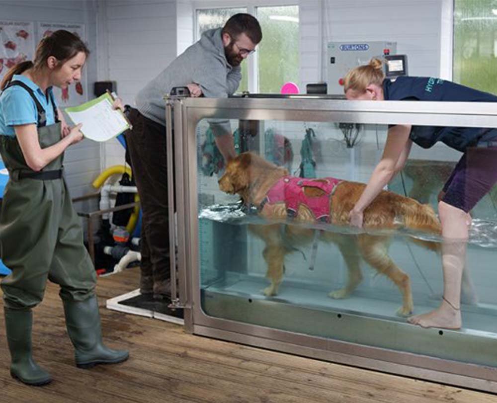 image of Golden Retriever on hydrotherapy treadmill receiving treatment